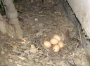 Hidden eggs